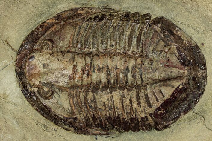 Colorful Asaphid Trilobite - Fezouata Formation #356965